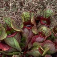Pitcher Plant Mix CREDIT Robert Sacilotto Copyright
