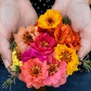 Double Flowered Mix Moss Rose blooms in hand.