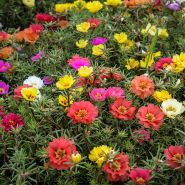 Double Flowered Moss Rose growing in garden.