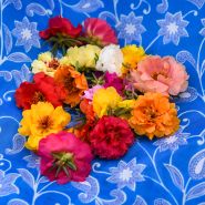 Double Flowered Moss Rose blooms on bright blue background.