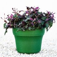 A mature Purple Passion Plant growing in a green pot sitting on gravel.