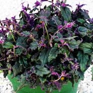 A closer view of mature Purple Passion Plant in a green pot.