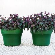 A pair of mature Purple Passion Plants in matching green pots sitting on gravel.