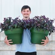 A Baker Creek employee smiles as he holds two large green pots full of mature Purple Passion Plants.