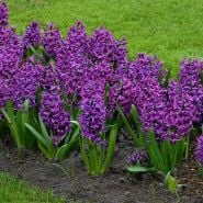 Purple Sensation Hyacinths blooming in a garden. Image courtesy of Fluwel Bulb Co.