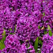Purple Sensation Hyacinths bloom profusely in the garden. Image courtesy of Fluwel Bulb Co.