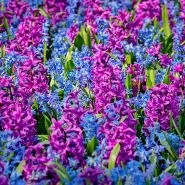 Purple Scensation Hyacinths paired with blue hyacinths. Image courtesy of Fluwel Bulb Co.