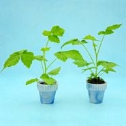 A pair of Fall Gold Raspberry Plants in little blue pots on blue background.