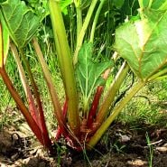 A Victoria Rhubarb plant growing in a garden.