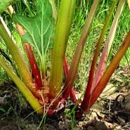 A closer view of the stems of a Victoria Rhubarb plant growing in the garden on a sunny day.