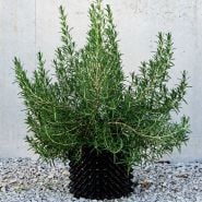 A single Madeline Hill Rosemary Plant in a pot against a concrete wall.