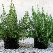 Two mature Madeline Hill Rosemary Plants in pots against a concrete wall.