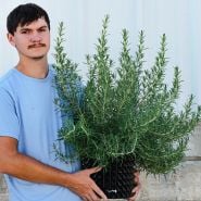 A Baker Creek employee holding a mature Madeline Hill Rosemary Plant in a pot to show size.
