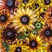 An overhead detailed view of Caramel Rudbeckia flowers.