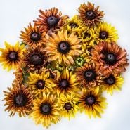 Overhead view of Caramel Rudbeckia on a white background.