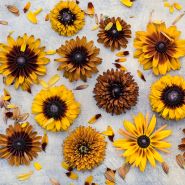 Cherokee Sunset Rudbeckia Flowers arranged on light background with scattered petals. 