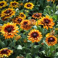 Cherokee Sunset Rudbeckia blooming happily in the trial gardens at Baker Creek.