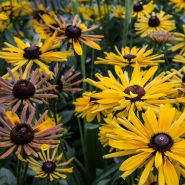 Another view of Chim Chiminee Rudbeckia blooming profusely in the gardens at Baker Creek.