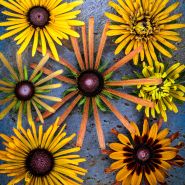 An overhead close-up detailed view of Chim Chiminee Rudbeckia flowers on a slate background.