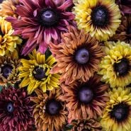 Close-up macro view of the details in the Sahara Rudbeckia mix of flowers.