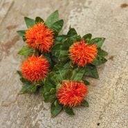 Four Dark Orange-Red Safflower blooms on wooden table