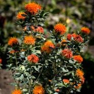 Dark Orange-Red Safflower