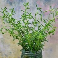 Close-up of Lemon Savory in amason jar on a pastel variegated background.