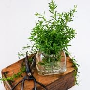 Winter Savory in a glass jar with garden scissors on a white background.