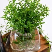 A close-up of Winter Savory  in a glass jar on a wooden box against a white background.