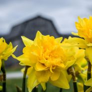 Vion Daffodil with blurred barn in background.
