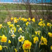 Small field of Sizzling Fire Daffodil by fence.