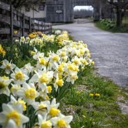 Popeye Daffodil up roadway going to Village.