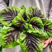 A man holding large bouquet of Chinese Multicolor Spinach Amaranth leaves.
