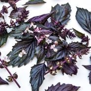 A close-up of Persian Basil with blooms on a white background.