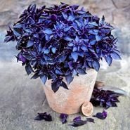 Purple Ball Basil growing in a miniature pot with a coin to show size on a slate background.