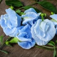 A close-up view of Thai Double Sky Blue Butterfly Pea blooms on a wood background.