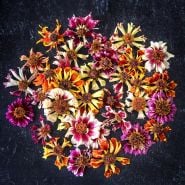 Incredible Sea Shells Mix Coreopsis flowers arranged on a dark background.
