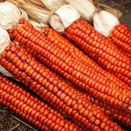 Atomic Orange Corn cobs stacked up on the back of truck bed.