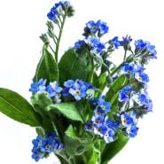 An arrangement of Bellamy Blue Forget-Me-Not flowers against a white background.