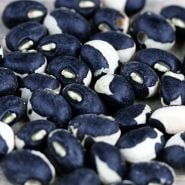 A close-up view of Holstein Cowpeas.