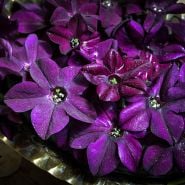 A close-up of Purple Perfume Nicotiana flowers covered in dew.