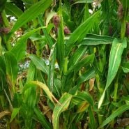 Chires Baby Corn stalks growing in the field at Baker Creek in Mansfield, Missouri.