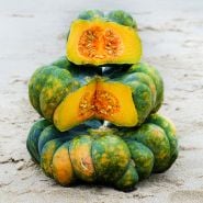Cut and whole Dark Green Yuxi Jiang Bing Gua Squash in the winter phase stacked on the beach sand.