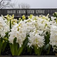 Aiolos Hyacinth (5 bulbs) 