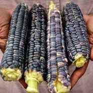 Japanese Black Sticky Corn showing multiple colors.
