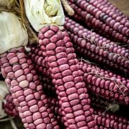 Montana Lavender Corn close-up with dried husks.