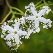 A pair of Indian Snake Bean flowers on the vine in a greenhouse at Baker Creek.