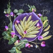 Golden Sweet Snow Pea with pea shoots and flowers on a black background.             