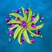 Green Beauty Snow Pea  with flowers on a blue background.            