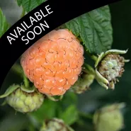 Raspberry Plants, Fall Gold